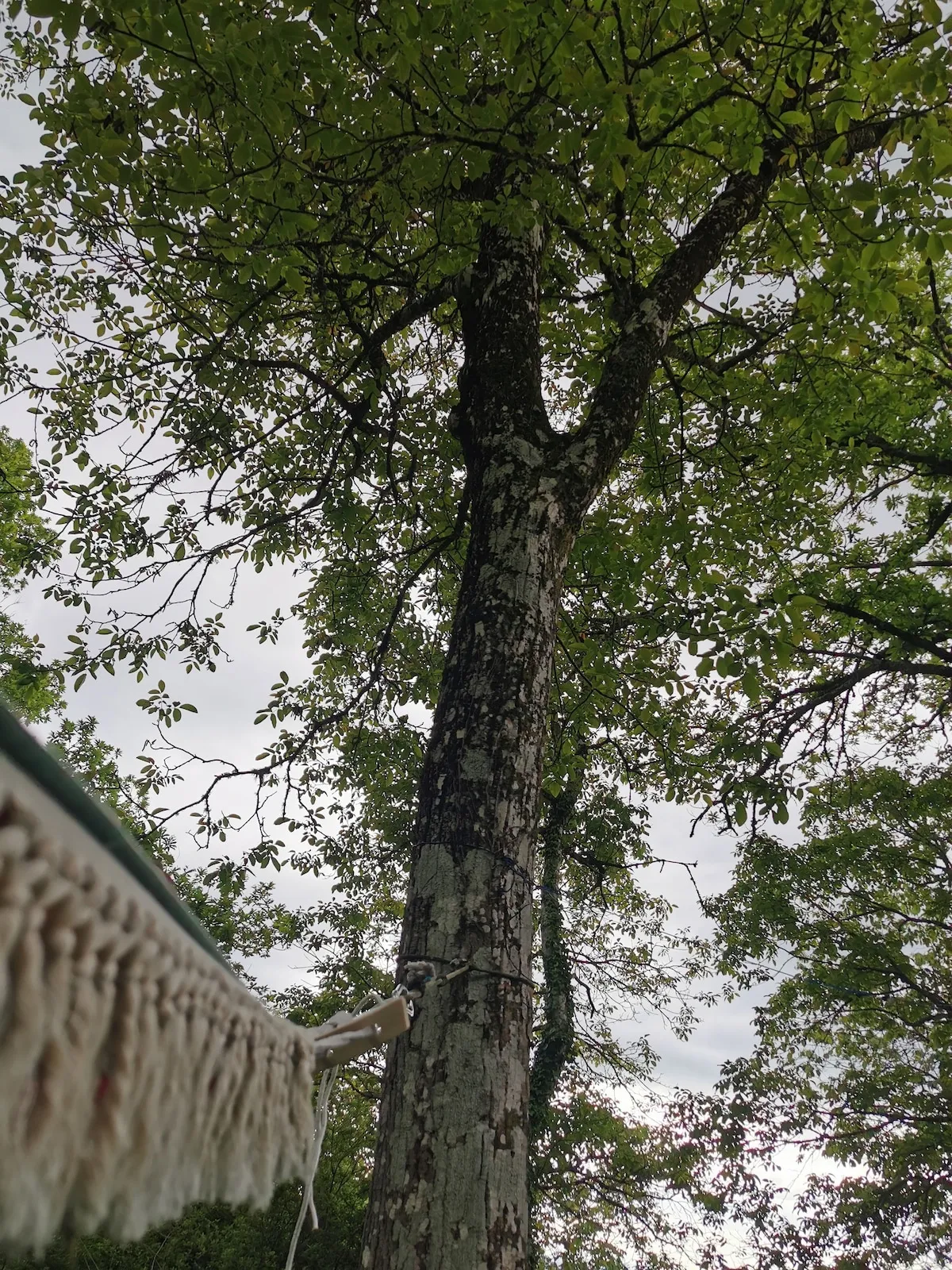 El nogal del jardín de la casa